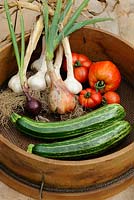 Traditional wooden garden sieve with harvest of courgettes, tomatoes, onions and garlic