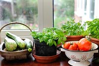 Conservatory windowsill with pots of basil, coriander and parsley, wooden trug of courgettes and colander of home growm tomatoes