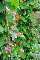 Runner beans growing on hazel wigwam, interplanted with sweet peas for effect and to attract pollinating insects
