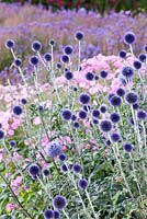 Border with Echinops ritro 'Veitch's Blue' and Phlox