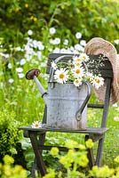 Leucanthemum vulgare - Oxeye daisies in a watering can