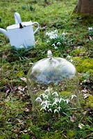 Galantus nivalis - Snowdrops under glass cloche