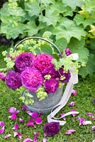 Old roses with Alchemilla mollis displayed in metal bucket on lawn. Varieties include Rosa 'Rose de Rescht' and 'Reine de Violettes'