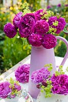 Roses and Alchemilla mollis in pink jug and china. Varieties include Rosa 'De Rescht', 'Reine de Violettes' and 'Gloire de Ducher'