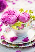 Pink roses and Alchemilla mollis in old teacup