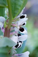 Vicia faba 'Bunyards Exhibition' in flower - Broad Bean 