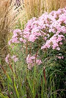 Panicum virgatum 'Farbend Auslese', Phlox paniculata 'Flamingo and Calamagrostis acutiflora 'Karl Foerster'