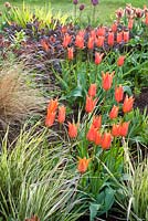 Spring border with Tulipa 'Ballerina' and 'Artist', grasses and Phylegis 'Red Indian'