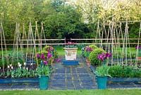 Spring vegetable garden with tulips in containers. Tulipa 'Roccocco' and 'Purple Dream'

