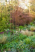 Spring border with Tulipa 'Recreado' and 'Spring Green'. Other plants include Stipa, Hellebores and Narcissus 'Thalia'