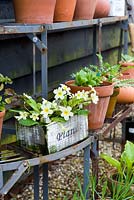 Primula vulgaris - primroses in wooden box