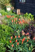 Spring border with Tulipa 'Ballerina' and 'Artist' with Phylegis 'Red Indian'
