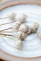 Seedheads from Catananche caerulea