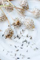 Seeds and seedheads from Catananche caerulea