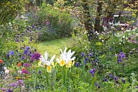 Cottage garden with Aquilegia and Iris hollandica 'Apollo'