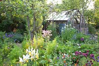 Cottage garden with Geum, Aquilegia and Iris hollandica 'Apollo'