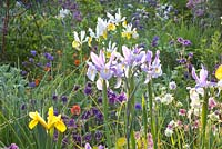 Iris hollandica, Aquilegia and Geum