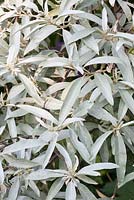 Eleagnus angustifolia 'Quicksilver'