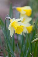 Narcissus psedonarcissus 'Lobularis'