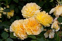 Rosa 'Molineux' - Rose  