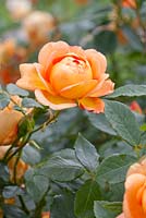 Rosa 'Lady of Shalott' - Rose 