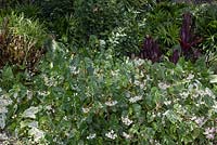 Begonia odorata 'Alba' with Caladium x hortulanum 'White Christmas'