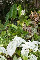 Cane-stemmed Begonia coccinea 'White' with Caladium x hortulanum 'White Christmas'