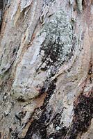 Bark detail of a Eucalyptus deglupta - Rainbow Eucalyptus