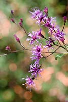 Vernonia noveboracensis - New York Ironweed