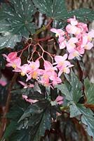 Begonia - cane-stemmed