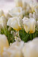 Muscari botryoides 'Album' - Grape Hyacinth with Tulipa 'Calgary'