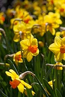 Narcissus 'Brackenhurst'