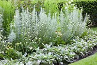 Flower bed with Stachys byzantina Cotton Ball, 'Silver Queen' Artemisia ludoviciana, Echium vulgare 'White Bedder'