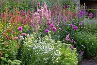 Flowerbed in summer, sedum 'Autumn joy', Persicaria 'Firetail', Persicaria 'Taurus', Dahlia 'Karma Lagoon', Echium vulgare 'White Bedder' and Lythrum salicaria