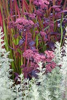 Stonecrop and mugwort, Sedum, Artemisia pontica, Imperata cylindrica 'Red Baron'