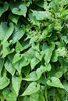 Hablitzia tamnoides - Caucasian Spinach