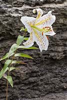 Lilium auratum - Golden Rayed Lily
