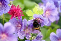 Bumble bee amongst geraniums and scabious
