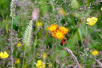 Hieracium brunneocroceum - Orange Hawkbit also known as Fox and Cubs amongst meadow grasses