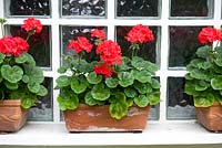Pelargoniums planted in teracotta troughs and placed on a windowsil. 