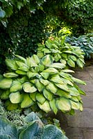 Hostas on a shady patio in teracotta pots (left to right) 'Gold Standard', 'June' and 'Frances Williams'