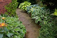 Hostas planted in teracotta pots flanking a stone flagged path. 'Gold Standard', 'June' and 'Frances Williams'