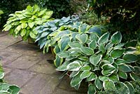 Hostas planted in teracotta pots flanking a stone flagged path (top to bottom) 'Gold Standard', 'June' and 'Frances Williams' 