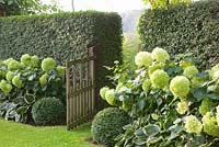 Gate flanked by Hydrangea arborescens 'Annabelle'