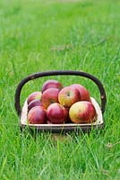 Malus domestica - Apple 'Nuvar Freckles' in a wooden trug