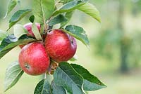 Malus domestica - Apple 'Nuvar Freckles'
