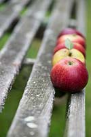 Malus domestica - Apple 'Nuvar Freckles' on a garden bench