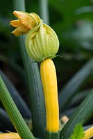 Cucurbita pepo - Yellow courgette 'Parador' fruit and flowers