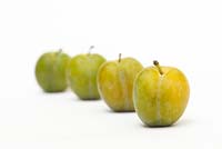 Prunus Domestica - Greengages on white background