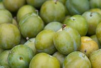 Prunus Domestica - Greengages 